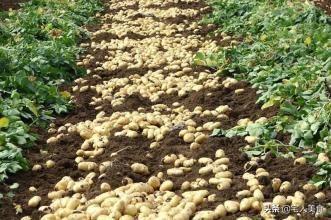 广州市场采购贸易平台土豆